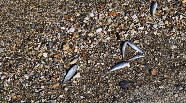 İzmir'de ölü balıklar kıyıya vurdu