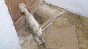 İzmir'de Yeni doğan kuzu 'Anne' diye seslendi