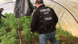 İzmir'de uyuşturucu operasyonu: 663 kök Hint keneviri ele geçirildi
