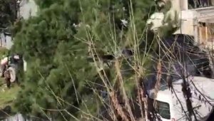 Kadıköy'de 100 yıllık ağaç kesim gerginliği