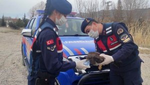 Kırıkkale'de nadir görülen 'paçalı şahin' yaralı bulundu