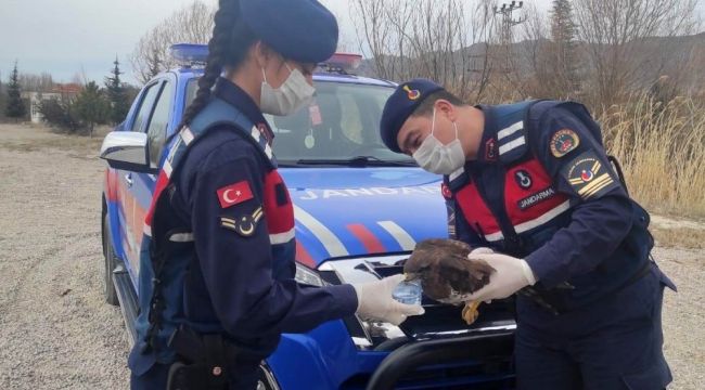 Kırıkkale'de nadir görülen 'paçalı şahin' yaralı bulundu
