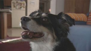 Köpeğe 35 milyon lira miras kaldı