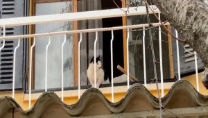 Kuşadası'nda kedi kurtarma operasyonu