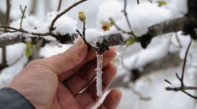 Meteoroloji'den Aydın'a 'zirai don' uyarısı