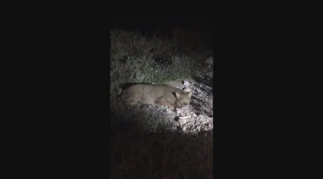 Nesli tükenmekte olan saz kedisi Milli Park'ta ilk kez görüntülendi