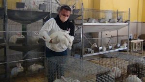 Öğretmenliği bırakıp tavşan çiftliği kurdu