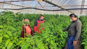 Pandemide tarımsal üretim arttı