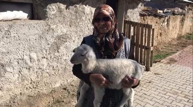 Şehit oğlunun adını verdiği kuzu çalındı