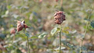 Sel sonrası 14 Şubat güllerinde 'kara leke' kabusu