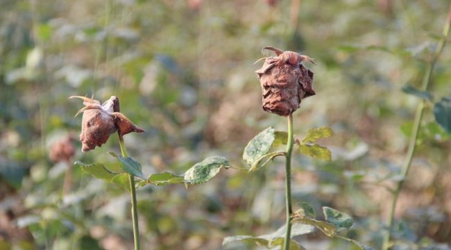 Sel sonrası 14 Şubat güllerinde 'kara leke' kabusu