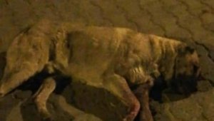 Sokak köpeğini öldüresiye dövüp gözlerini oydular