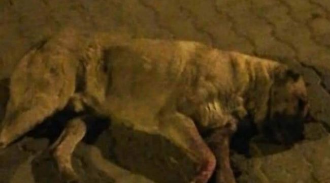 Sokak köpeğini öldüresiye dövüp gözlerini oydular