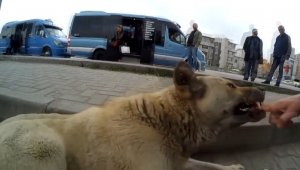 Sokak köpeklerini sinirlendirip kendini ısırttırıyor