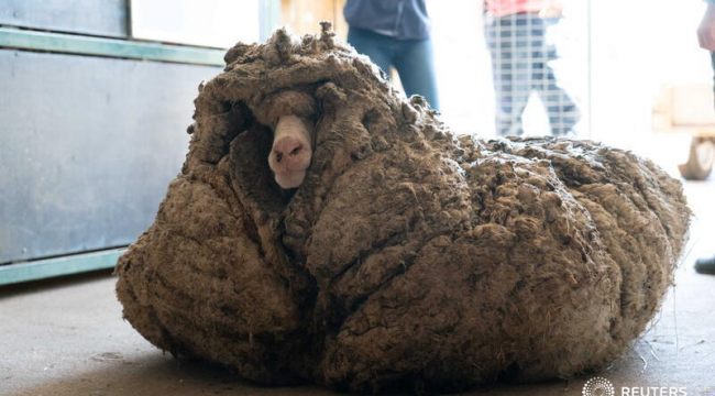 Vahşi doğada bulunan koyundan 35 kilo yün çıktı