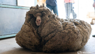 Vahşi doğada bulunan koyundan 35 kilo yün çıktı