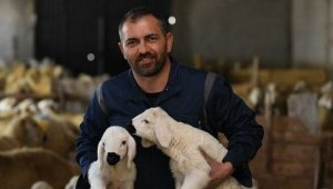 10 yıllık öğretmenliği bırakarak hayvancılığı seçti