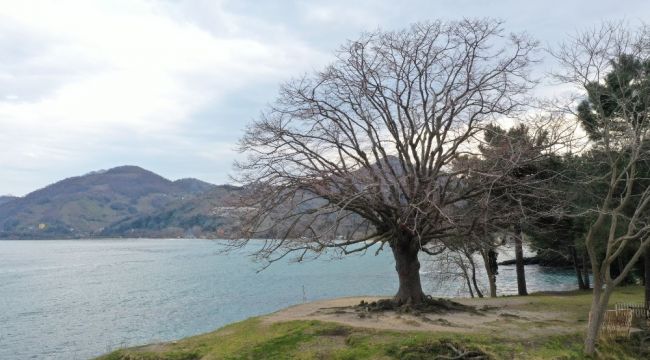 140 yıllık ıhlamur ağacı "anıt ağaç" oldu