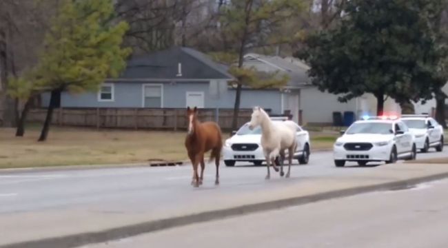 ABD'de kaçak atlar trafiği tıkadı