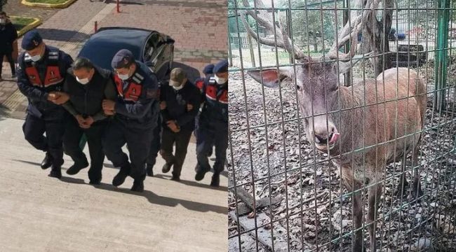 Ala geyiği hayvanat bahçesinde yiyenlere ceza