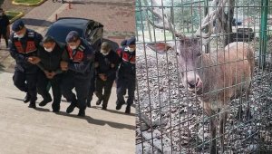 Ala geyiği hayvanat bahçesinde yiyenlere ceza