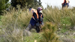 Aliağa Belediyesinden orman temizliği