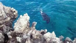 Amatör balıkçılara fok sürprizi