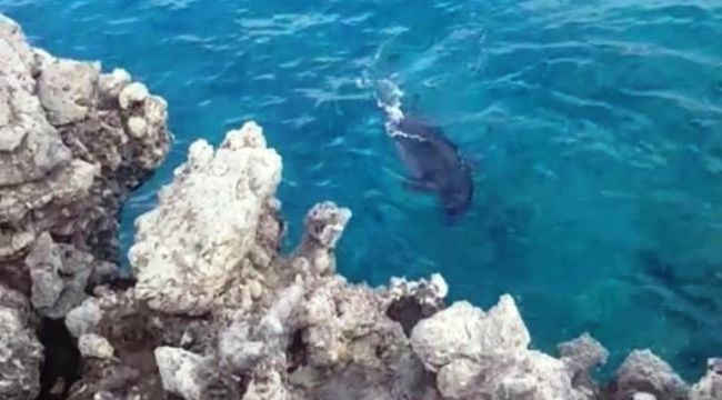 Amatör balıkçılara fok sürprizi