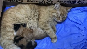 Anne kedi yavrularını doktora getirdi