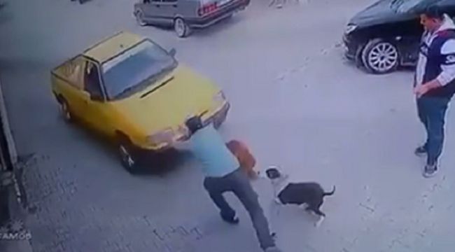 Aracı böyle durdurup, köpekleri kurtardı