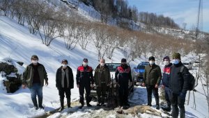 Avı yasak karacayı avladılar