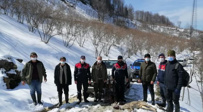 Avı yasak karacayı avladılar