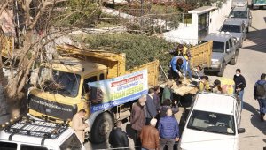 Aydın'da zeytin ve incir ağacı desteği