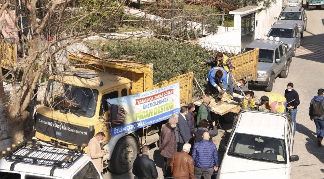 Aydın'da zeytin ve incir ağacı desteği