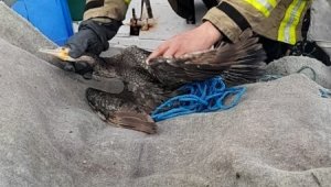 Ayvalık'ta itfaiyeden 'Karabatak' operasyonu