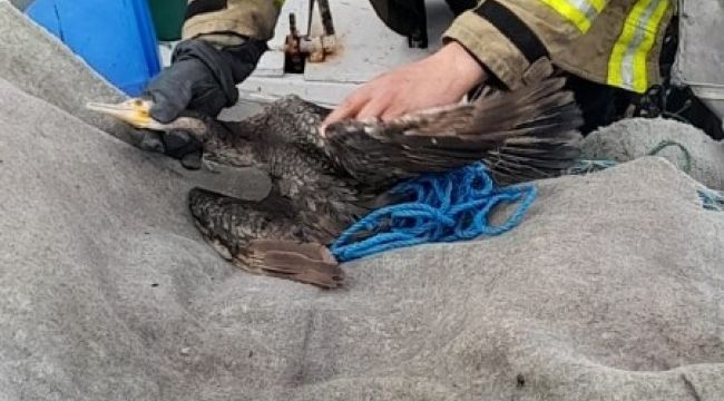 Ayvalık'ta itfaiyeden 'Karabatak' operasyonu