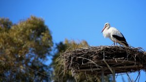 Baharın müjdecisi leylekler Selçuk semalarında