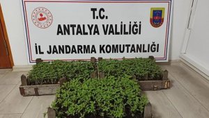 Bakla tarlasında 1569 kök kenevir ele geçirildi