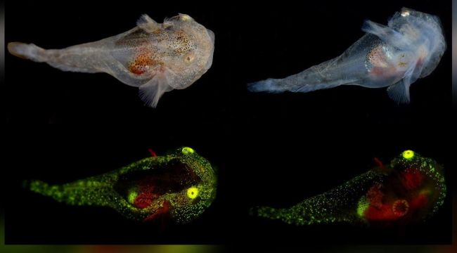 Bilim insanları parlayan balıklar tespit etti