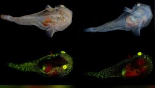 Bilim insanları parlayan balıklar tespit etti