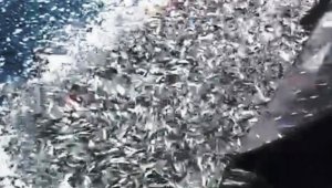 Binlerce kefal yavrusunu denize bıraktılar