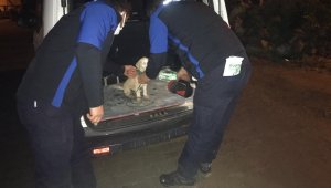 Boynuna ip dolayıp surlarda ölüme terk ettiler