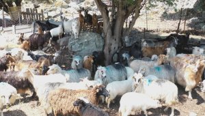 Çanakkale Birlik'ten çiğ süt raporu