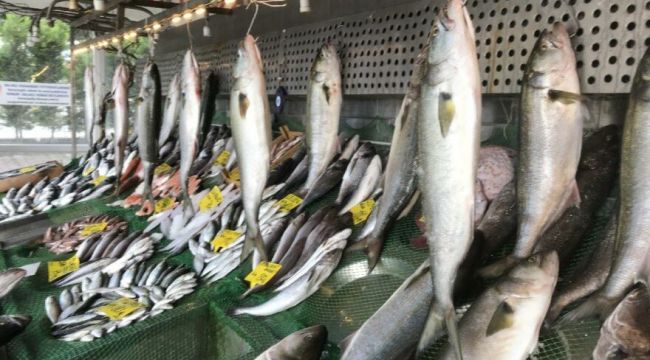 Denizlerde kofana bolluğu