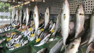 Denizlerde kofana bolluğu