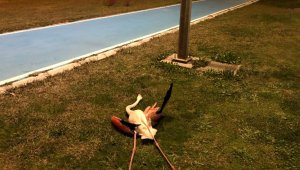 Flamingoların ölümü araştırılıyor
