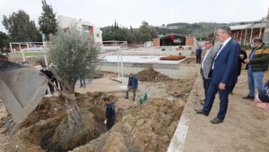 Gaziemir'de zeytin ağaçlarına ikinci yaşam