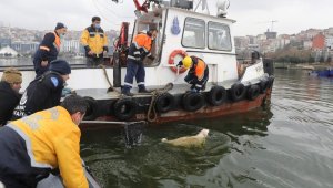 Haliç'te köpek kurtarma operasyonu