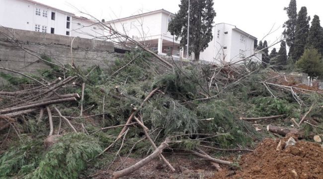 Hastane bahçesindeki ağaçlar kesildi