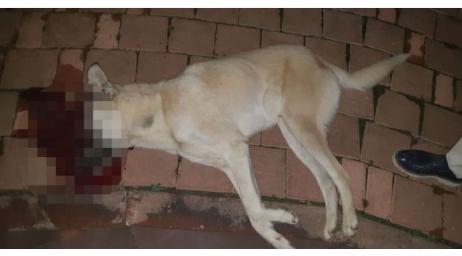 Hatay'da kan donduran olay! Sokak köpeğini pompalı tüfekle öldürdü